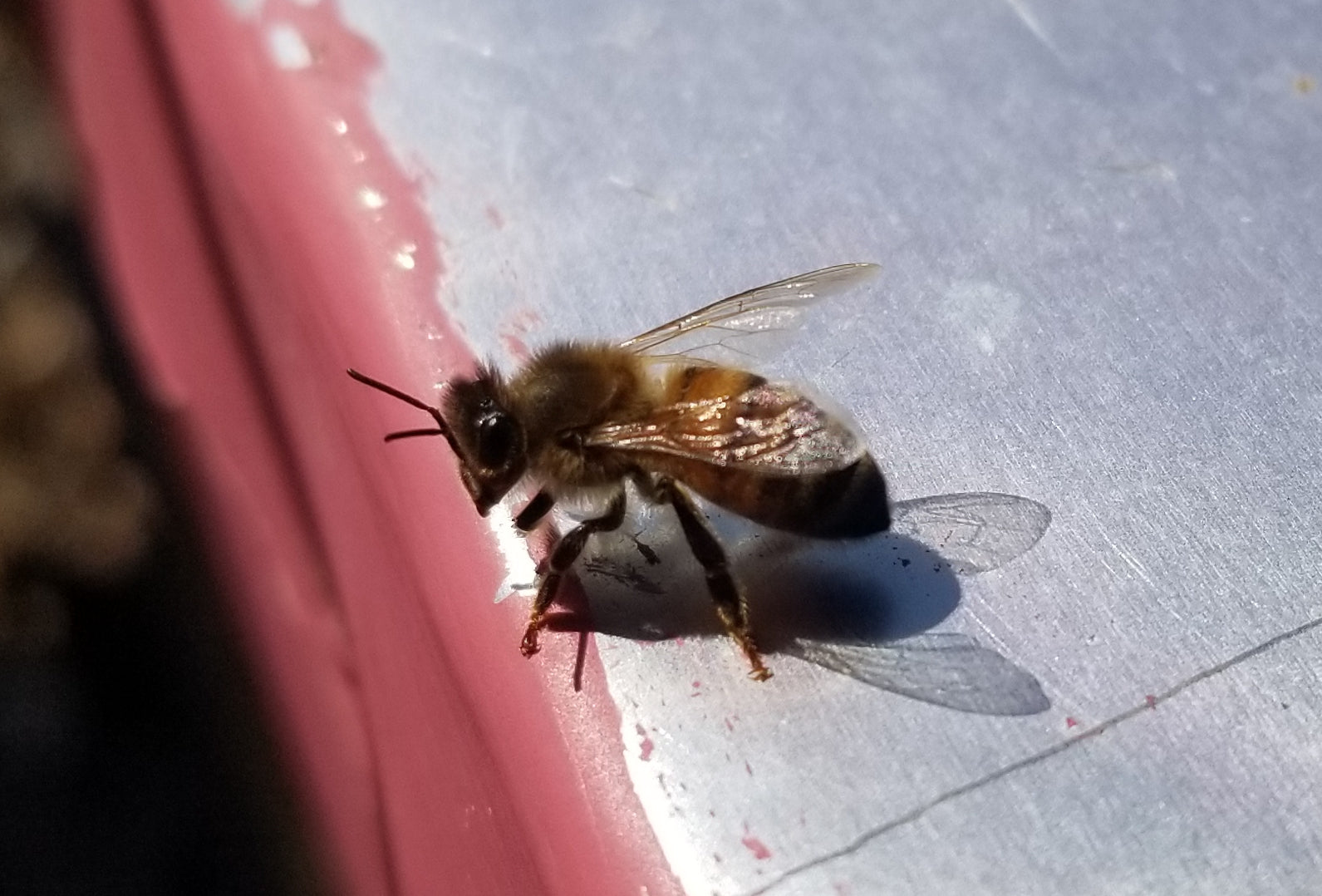 All the girls were outside today