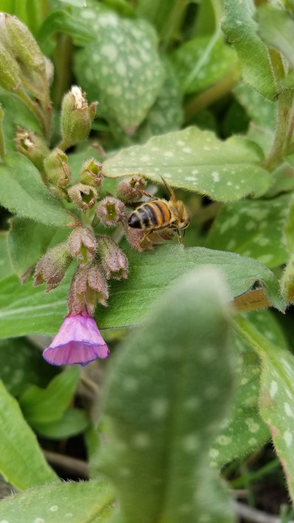Bees Bees Bees... ♥ 💕♥️🐝 🍯