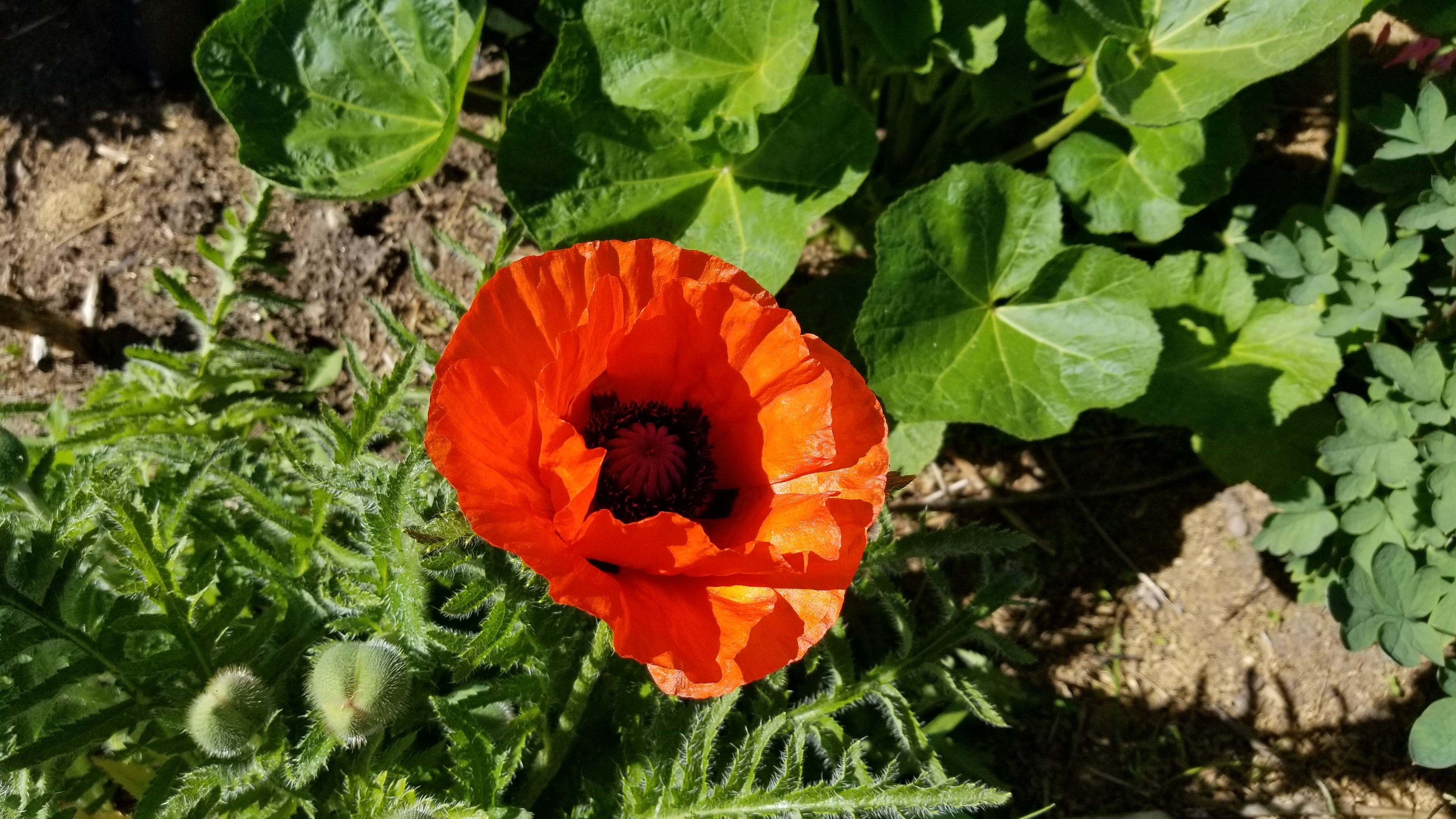 Poppies season!