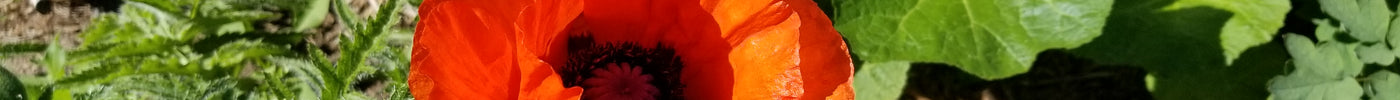 Poppies season!
