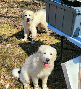 Checking on the bees for the first time after winter !