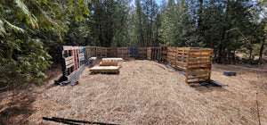 Nouvelle installation d'abeilles avec nos gardiens : les chiots 