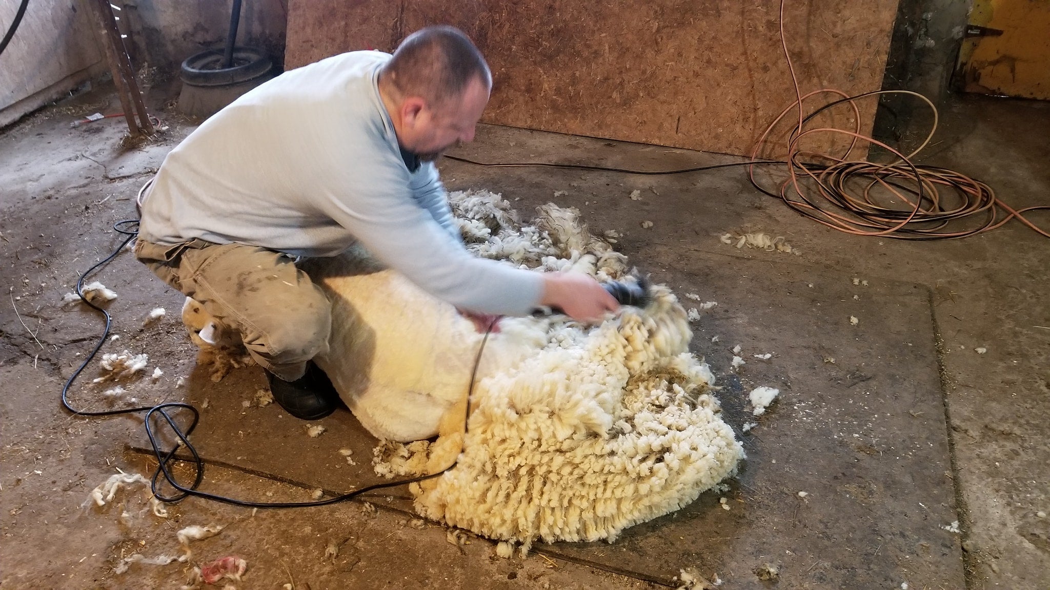 We sheared several boys today - Our Rams look great !